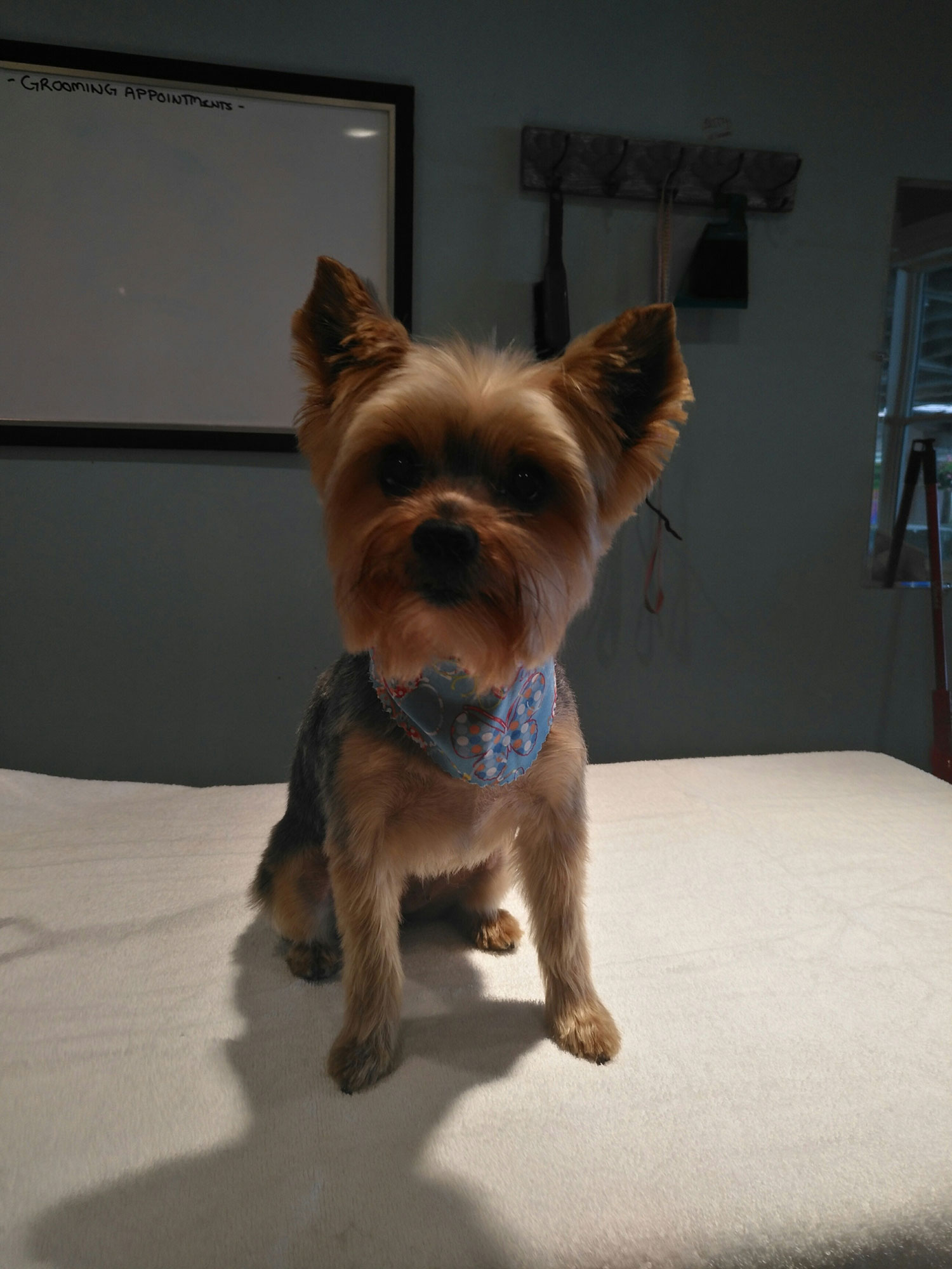 cat grooming dog grooming snowball aurora newmarket king city dogs n dos yorkie